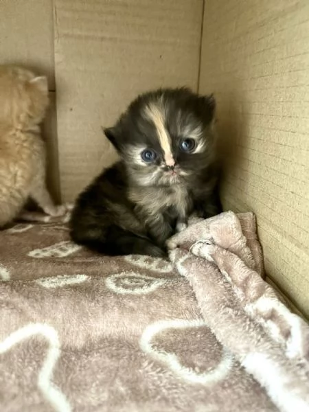 Splendidi cuccioli di tipo Gatto Persiano | Foto 0