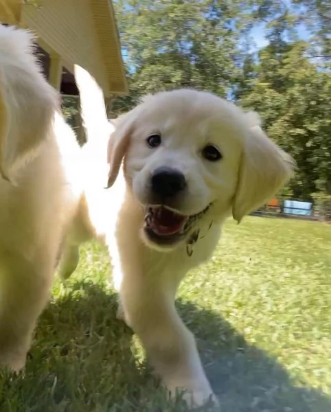 Disponibili cuccioli di Golden Retriever | Foto 0