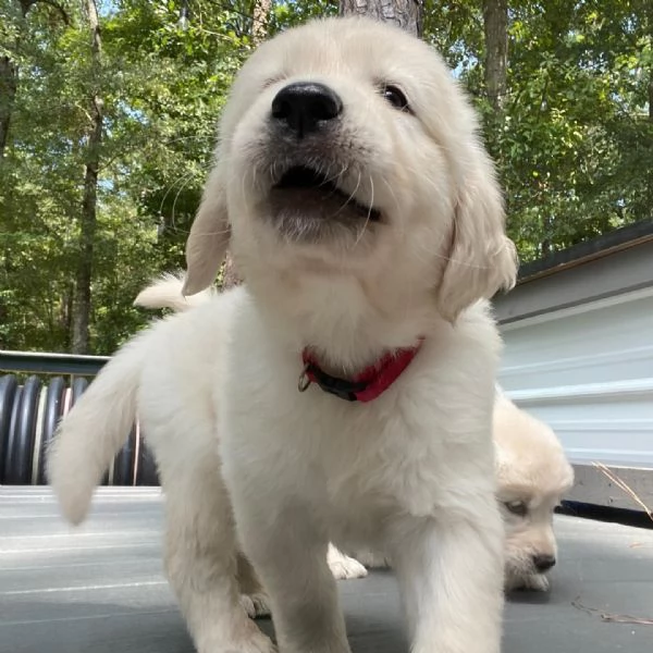 Disponibili cuccioli di Golden Retriever
