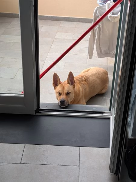 Cerco nuova famiglia per TYSON  7 anni IMPERIA | Foto 0