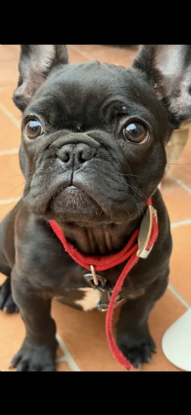 Cucciola bulldog francese 