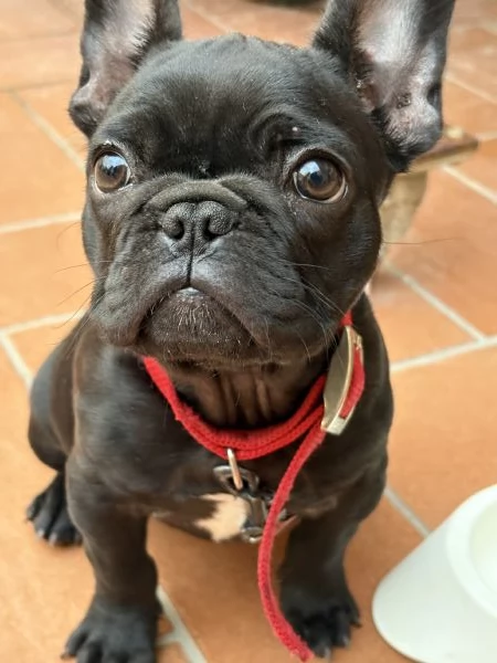 Cucciola bulldog francese  | Foto 0