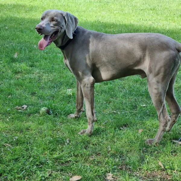 Si cedono Splendidi cuccioli weimaraner grigio argento 
