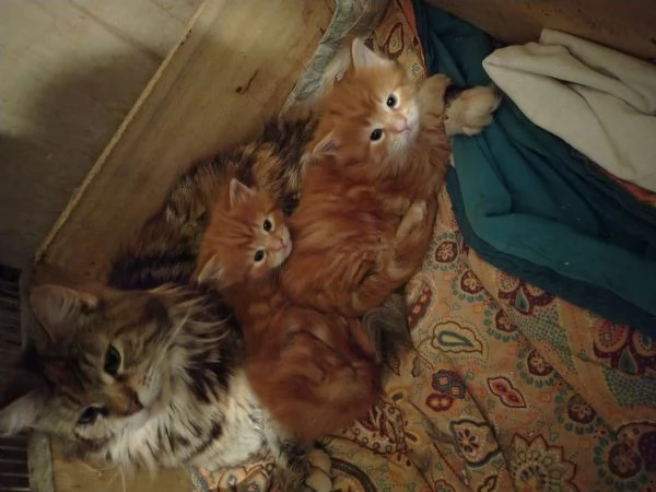 Cuccioli di Maine coon Red tabby 