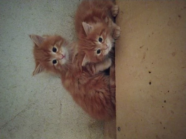 Cuccioli di Maine coon Red tabby  | Foto 1