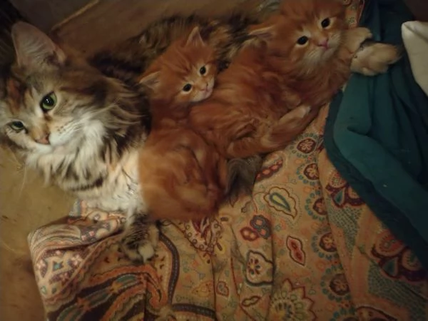 Cuccioli di Maine coon Red tabby  | Foto 0