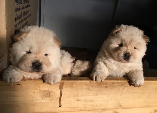 adorabili cuccioli di chow chow femminucce e maschietti disponibili  i cuccioli sono vaccinati sv | Foto 1