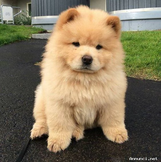 adorabili cuccioli di chow chow femminucce e maschietti disponibili  i cuccioli sono vaccinati sv | Foto 0