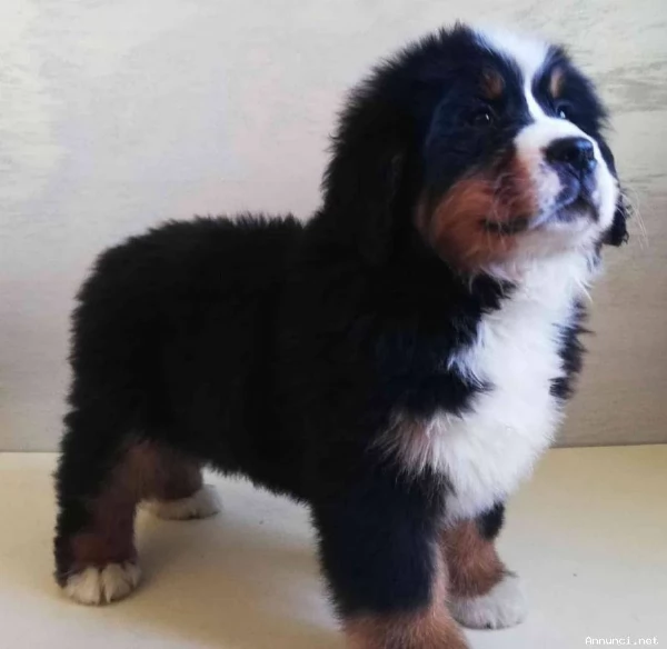 Vendita splendidi e maestosi cuccioli bovaro del bernese | Foto 2