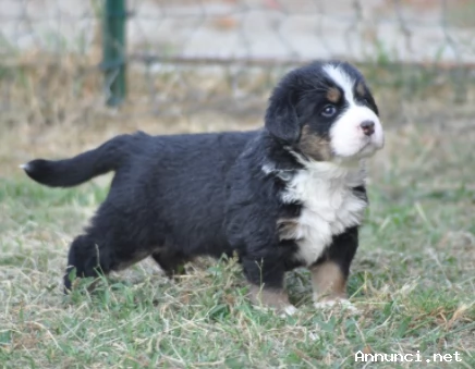 Vendita splendidi e maestosi cuccioli bovaro del bernese | Foto 0
