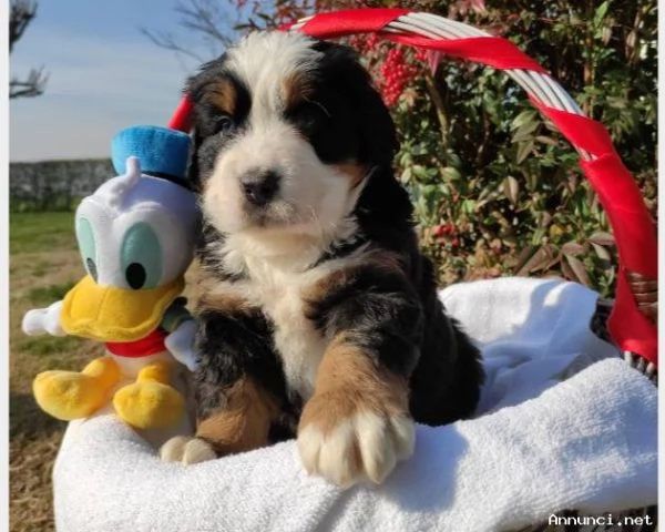 Vendita splendidi e maestosi cuccioli bovaro del bernese