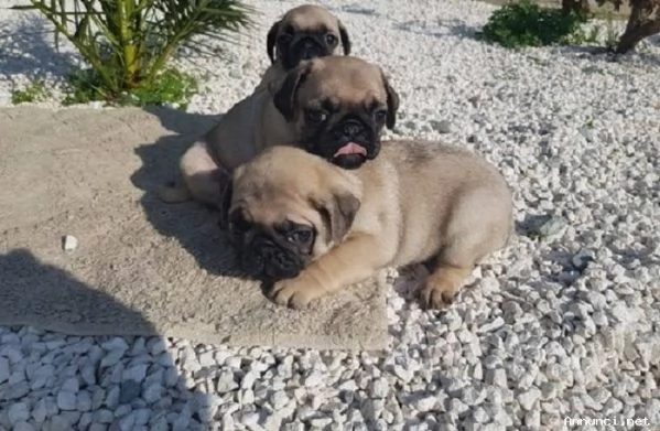 Disponibili cuccioli di carlino registrati | Foto 1