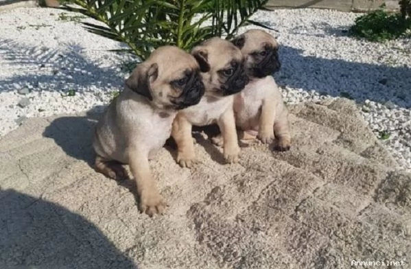 Disponibili cuccioli di carlino registrati | Foto 0