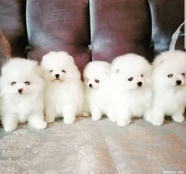 Disponibili cuccioli di Pomerania | Foto 2
