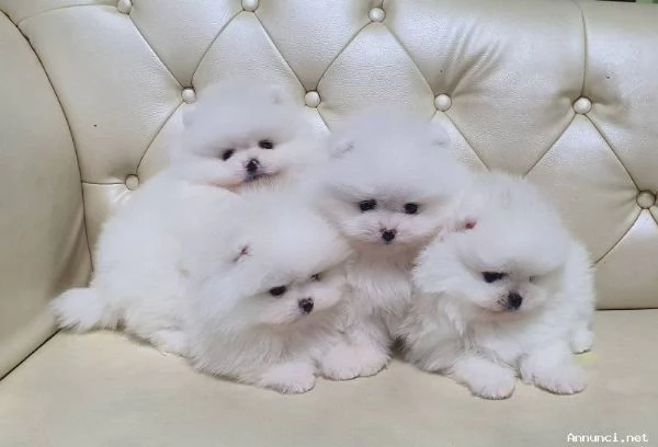 Disponibili cuccioli di Pomerania | Foto 1