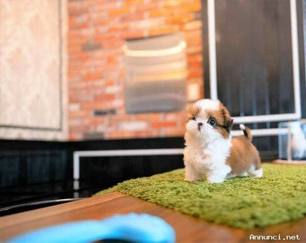 Disponibili cuccioli di Shih Tzu sani | Foto 2