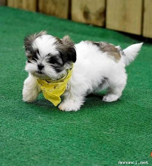 Disponibili cuccioli di Shih Tzu sani | Foto 1