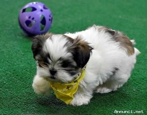 Disponibili cuccioli di Shih Tzu sani | Foto 0