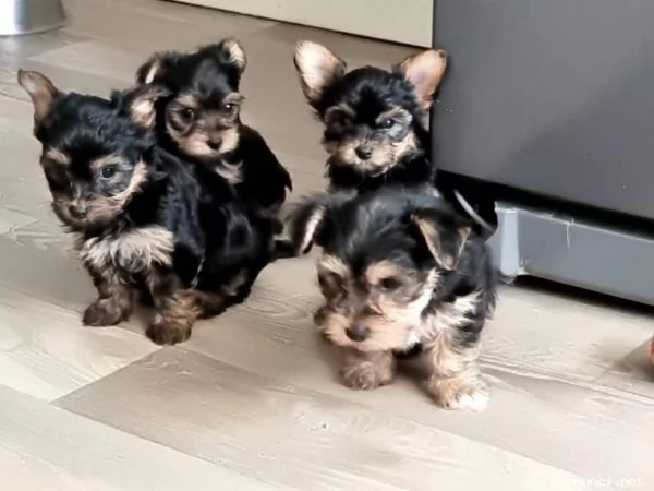 Cuccioli di Yorkshire Terrier in vendita | Foto 2