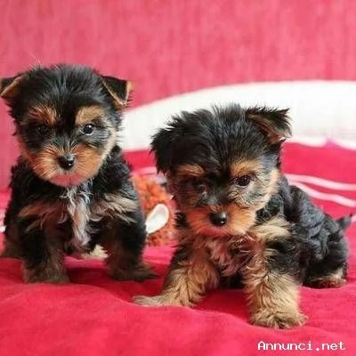 Cuccioli di Yorkshire Terrier in vendita | Foto 1