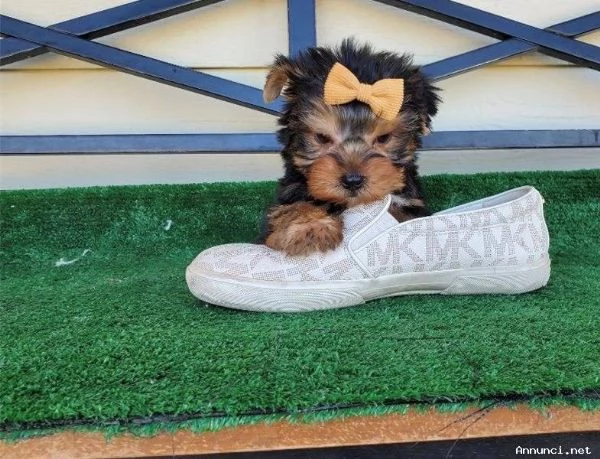 Cuccioli di Yorkshire Terrier in vendita | Foto 0