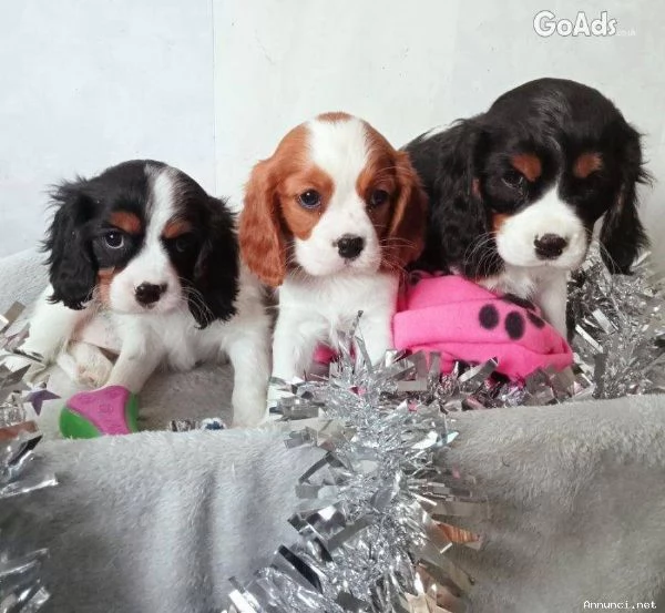 Cuccioli di Cavalier King Charles Spaniel | Foto 1