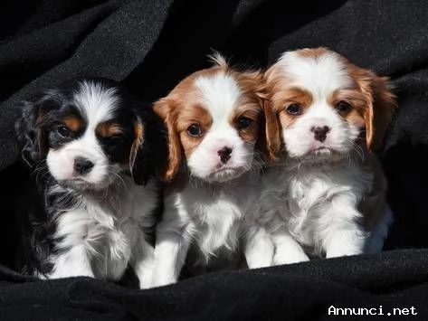 Cuccioli di Cavalier King Charles Spaniel | Foto 0