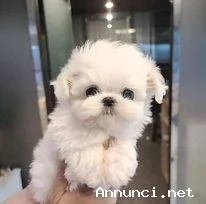 Cuccioli maltesi bianchi | Foto 2