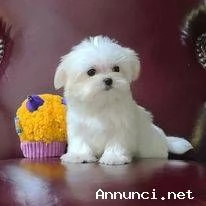 Cuccioli maltesi bianchi | Foto 1