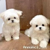 Cuccioli maltesi bianchi | Foto 0