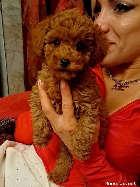 BARBONCINI TOY RED | Foto 2