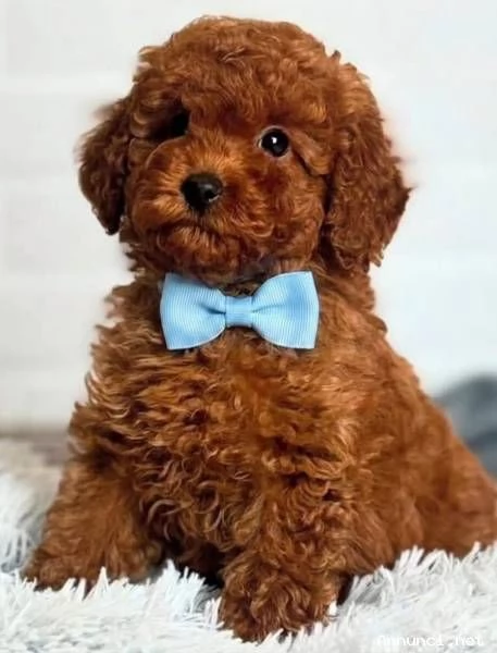 BARBONCINI TOY RED