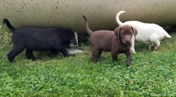 Disponibili cuccioli di labrador retriever | Foto 2