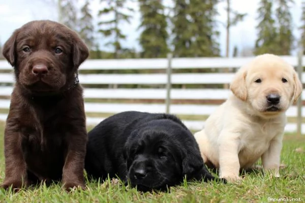 Disponibili cuccioli di labrador retriever | Foto 1