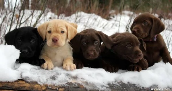 Disponibili cuccioli di labrador retriever | Foto 0