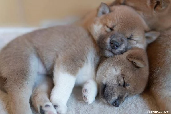 Cuccioli Shiba Inu ora disponibili | Foto 1