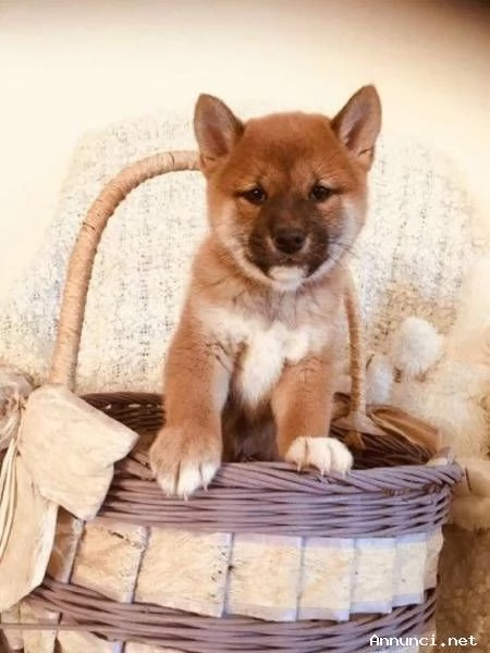 Cuccioli Shiba Inu ora disponibili | Foto 0