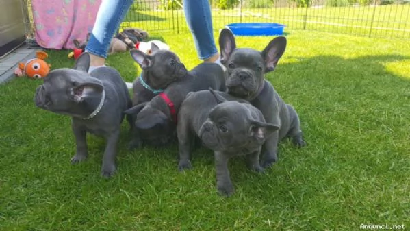 Cuccioli di Bulldog francese in vendita | Foto 2