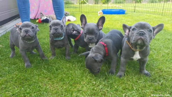 Cuccioli di Bulldog francese in vendita | Foto 1