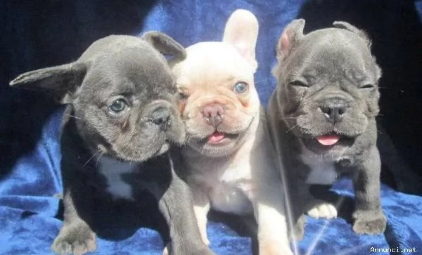 Cuccioli di Bulldog francese in vendita | Foto 0