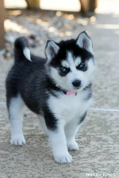 hidden Siberian Husky di colore bianconerogrigio e con stupendi occhi | Foto 1