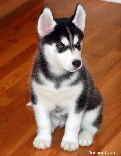 hidden Siberian Husky di colore bianconerogrigio e con stupendi occhi | Foto 0
