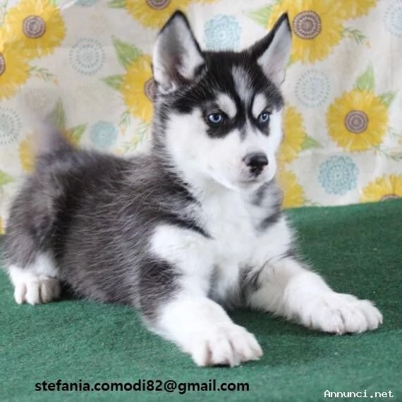 hidden Siberian Husky di colore bianconerogrigio e con stupendi occhi