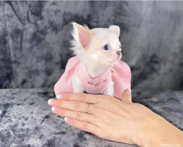 Chihuahua mini toy | Foto 1