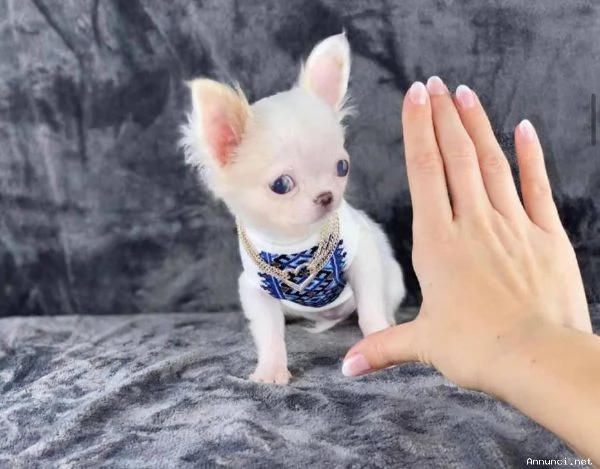 Chihuahua mini toy | Foto 0
