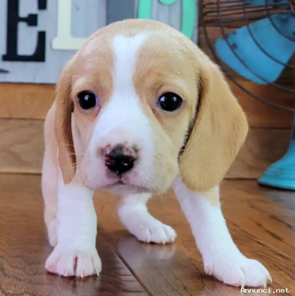 Cuccioli di Beagle di 11 settimane in adozione | Foto 1