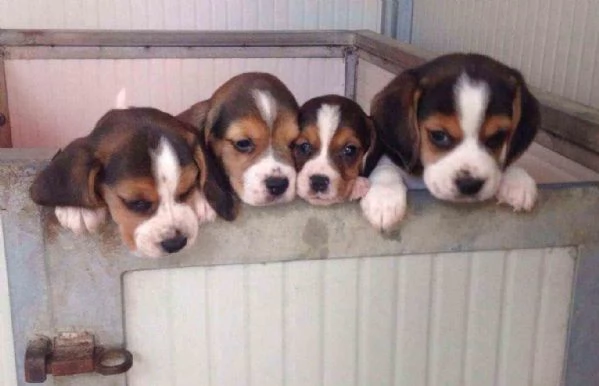 Cuccioli di Beagle di 11 settimane in adozione | Foto 0
