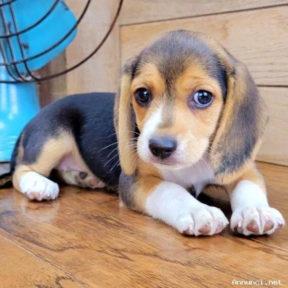 Cuccioli di Beagle di 11 settimane in adozione