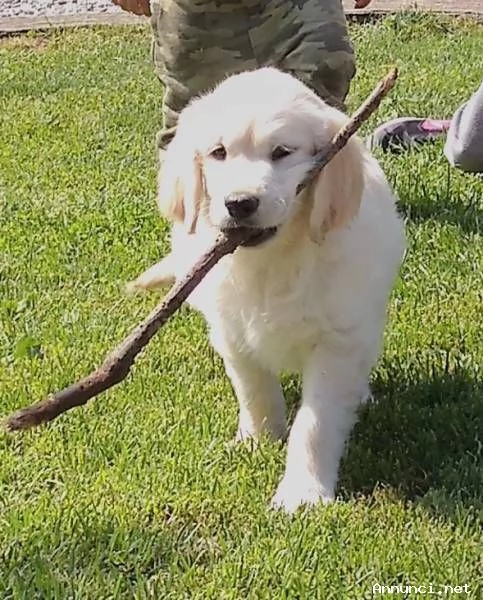 Cuccioli di Golden Retriever disponibili ora | Foto 3