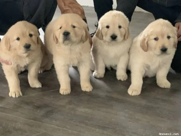 Cuccioli di Golden Retriever disponibili ora | Foto 2